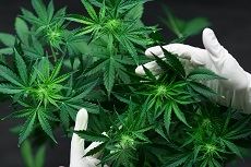 Hands holding marijuana leaves for manufacturing